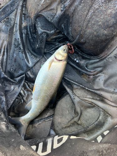 釣果