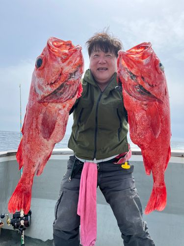 ベニアコウの釣果