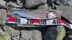 アメマスの釣果