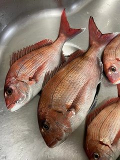 マダイの釣果