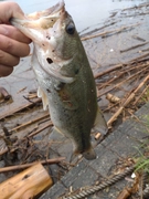 ラージマウスバスの釣果