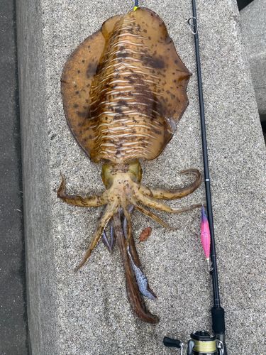 アオリイカの釣果