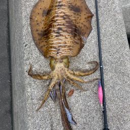 アオリイカ