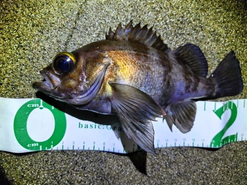 アカメバルの釣果