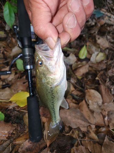 ブラックバスの釣果