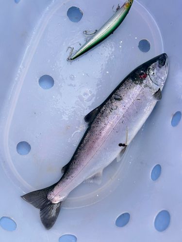 サクラマスの釣果