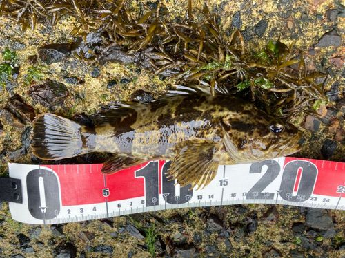 タケノコメバルの釣果