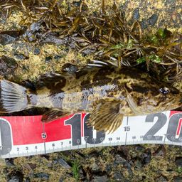 タケノコメバル