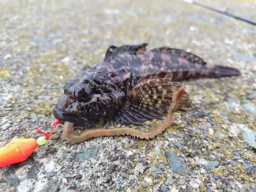 ニジカジカの釣果