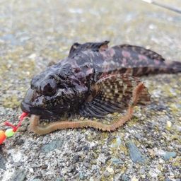 ニジカジカ