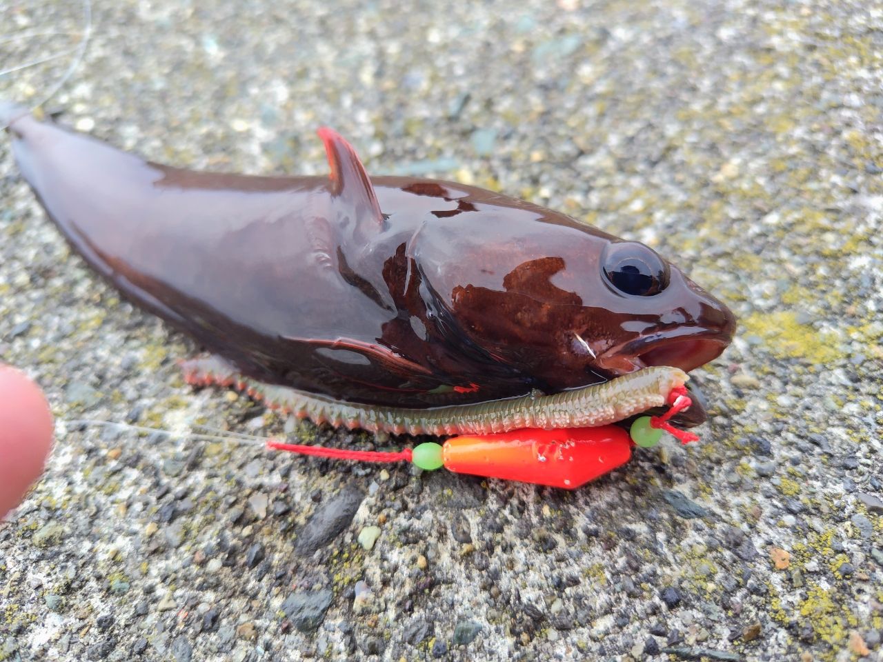 ニジカジカ