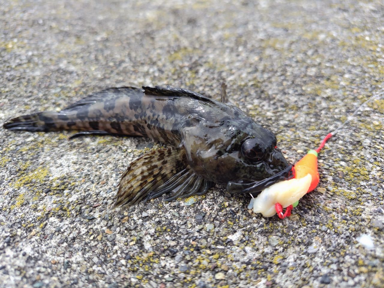 ニジカジカ