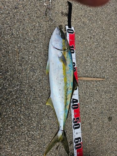 ヒラマサの釣果
