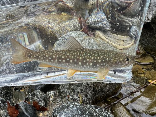 イワナの釣果