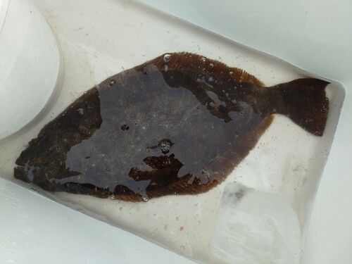 ヒラメの釣果