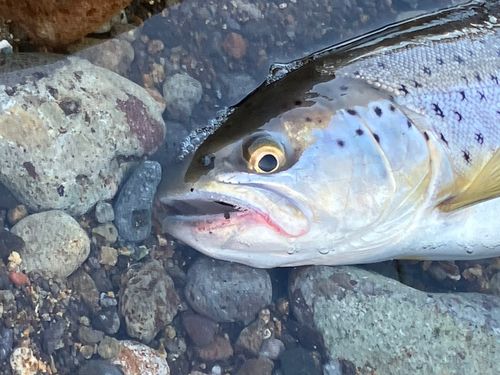 ブラウントラウトの釣果