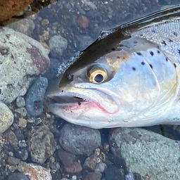 ブラウントラウト