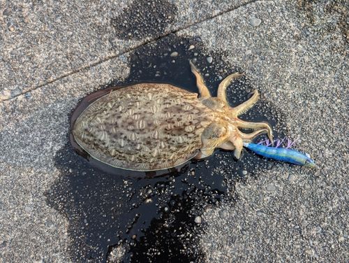 コウイカの釣果