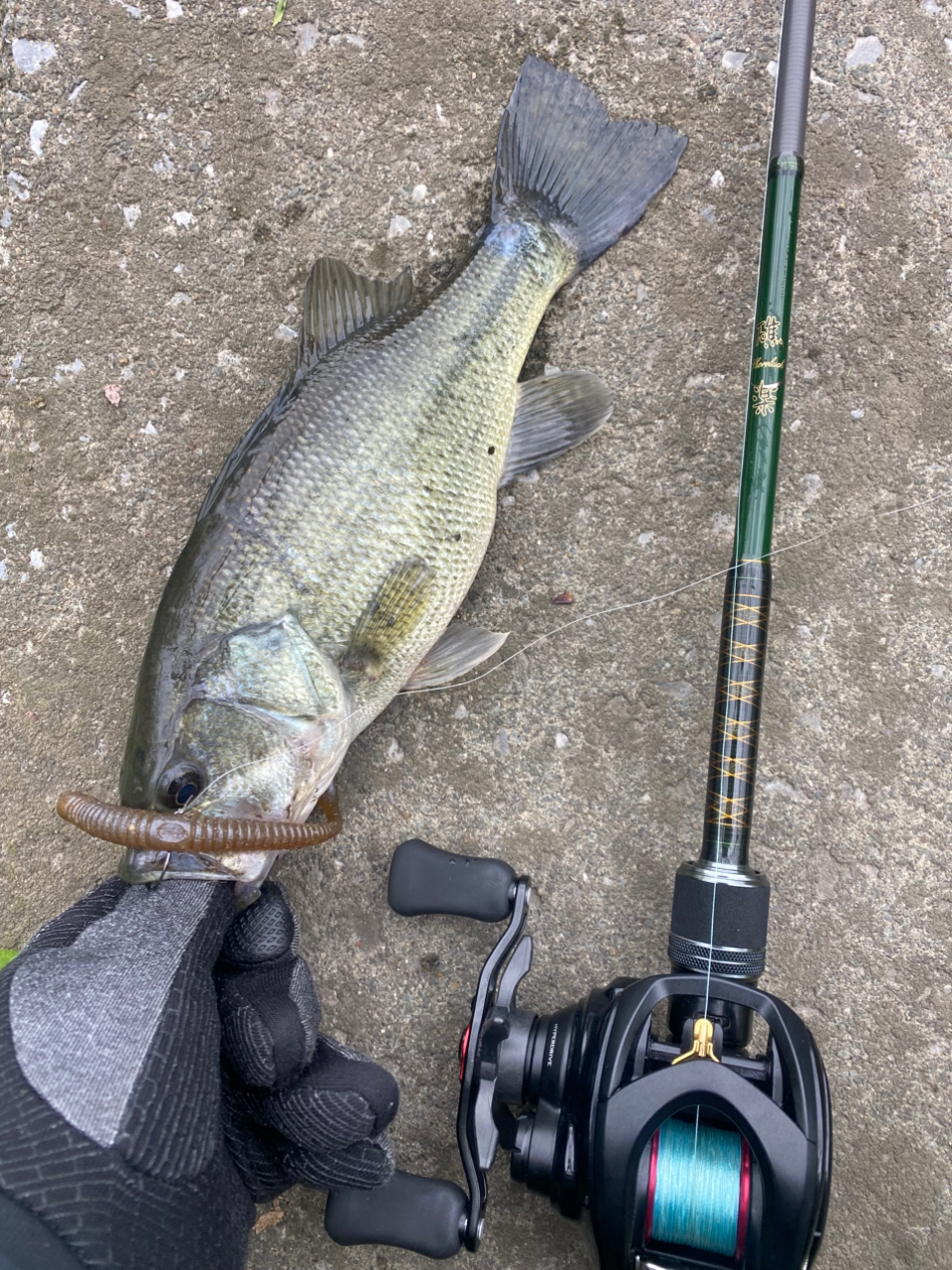 SL-72MLBF | Megabass-メガバス