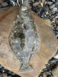 ヒラメの釣果