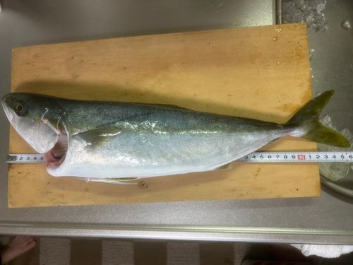 ハマチの釣果