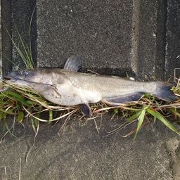 アメリカンキャットフィッシュ