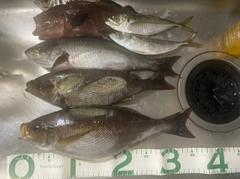 イサキの釣果