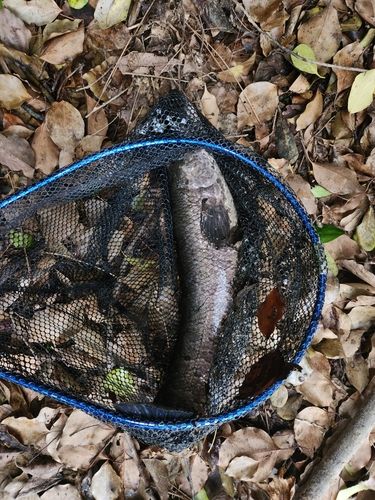 ライギョの釣果