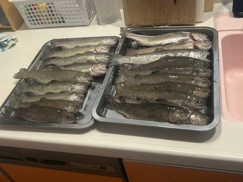 ニジマスの釣果