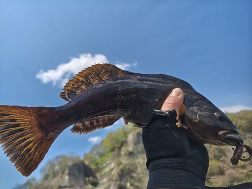 アイナメの釣果