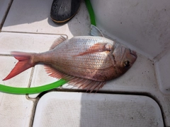 マダイの釣果
