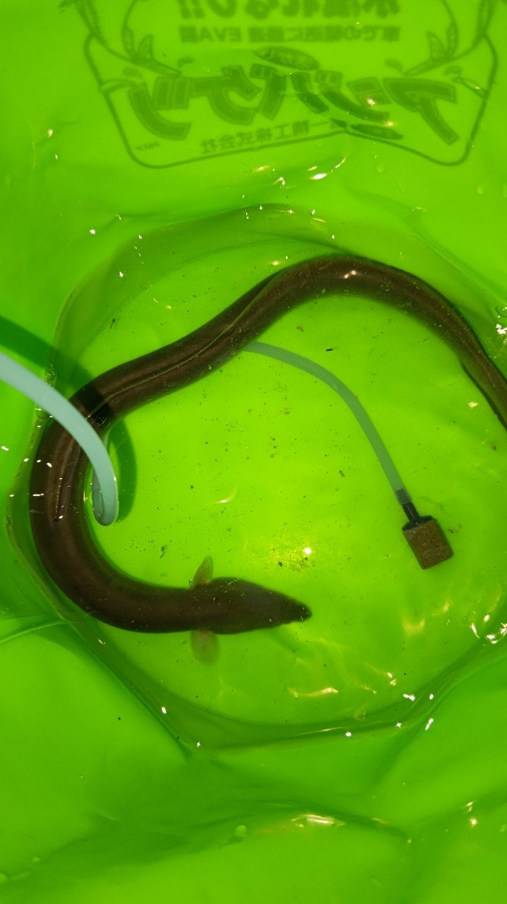 ウナギ