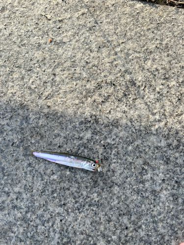 カタクチイワシの釣果