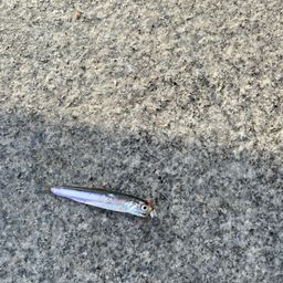 カタクチイワシ