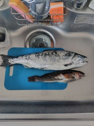 サクラマスの釣果