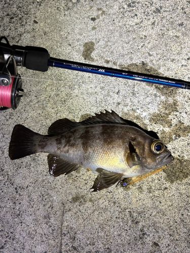メバルの釣果
