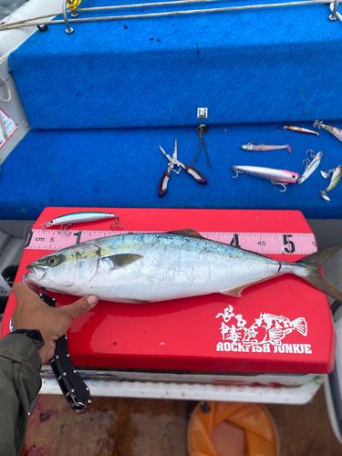 ヤズの釣果