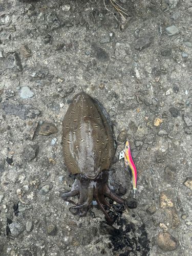 モンゴウイカの釣果