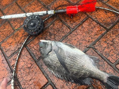 クロダイの釣果