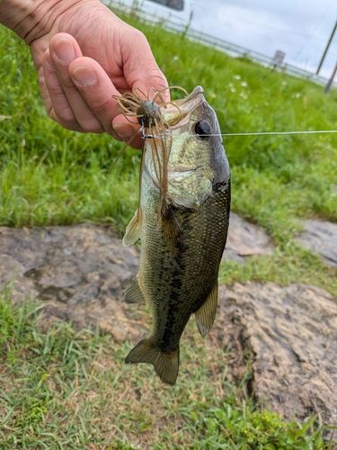 ラージマウスバスの釣果