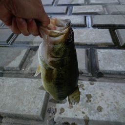 ラージマウスバス