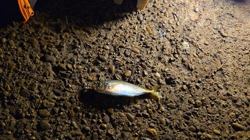 マアジの釣果
