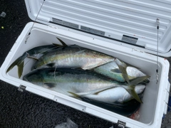 ワラサの釣果