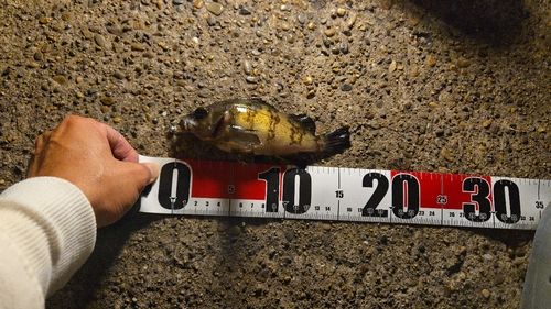 シロメバルの釣果