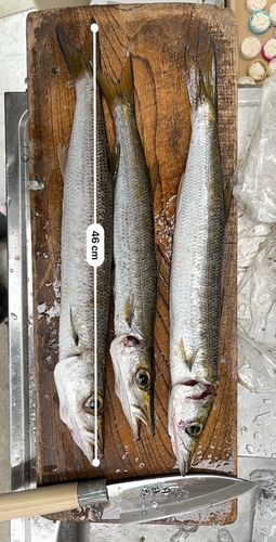 アカカマスの釣果