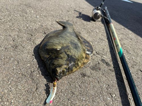 クロガシラガレイの釣果