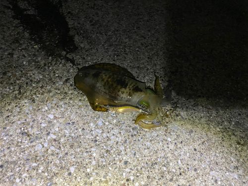 アオリイカ