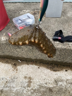ナマコの釣果