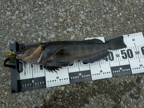 アイナメの釣果