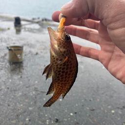 オオモンハタ
